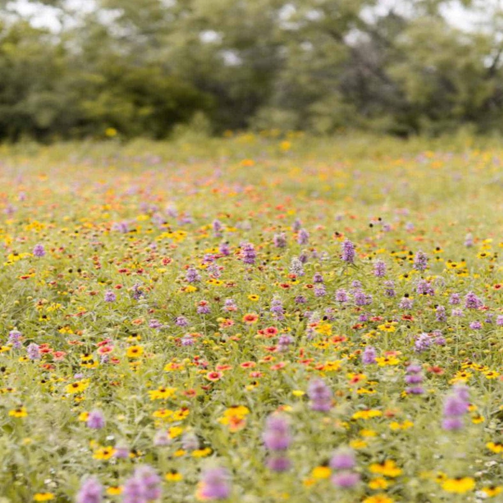 WILDFLOWER MIX Douglass King Seeds